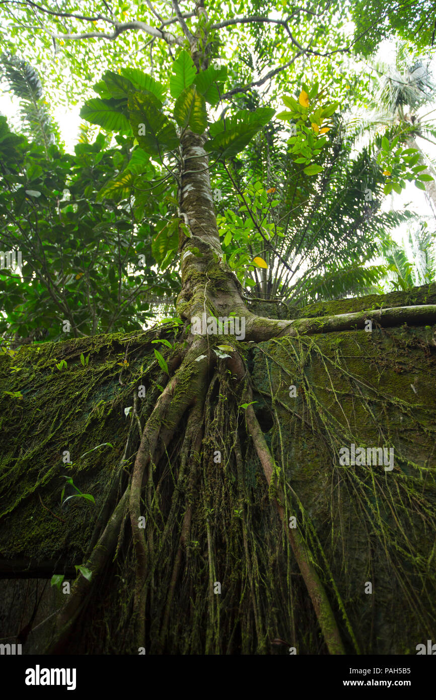 Les arbres croissant sur la prison de l'Île Gorgona, Colombie Banque D'Images