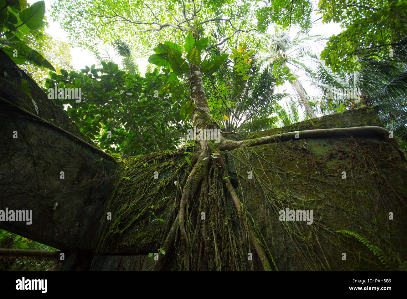 Les arbres croissant sur la prison de l'Île Gorgona, Colombie Banque D'Images