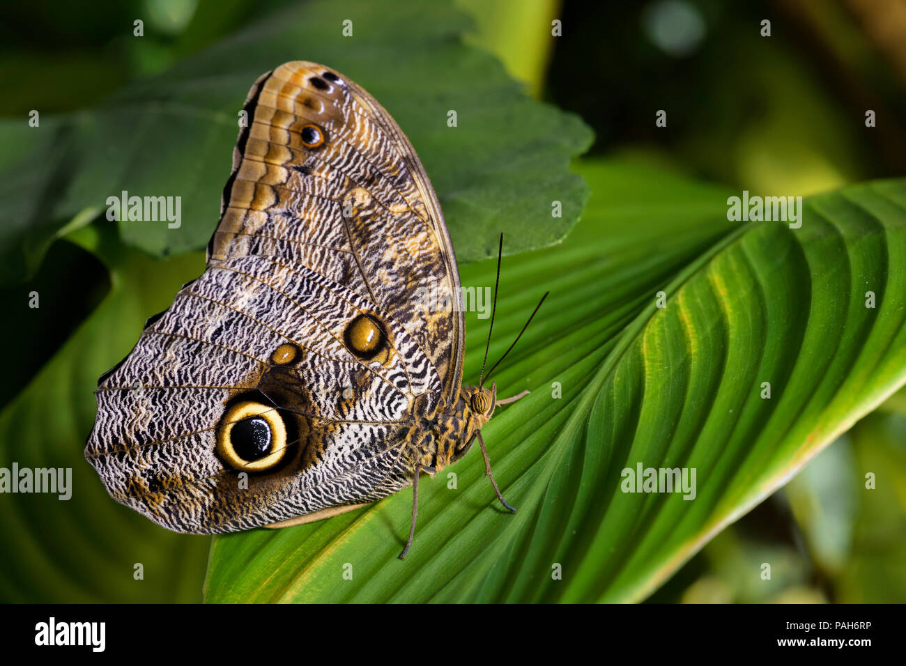 Hibou géant - papillon Caligo memnon, grand beau papillon d'Amérique centrale les forêts. Banque D'Images