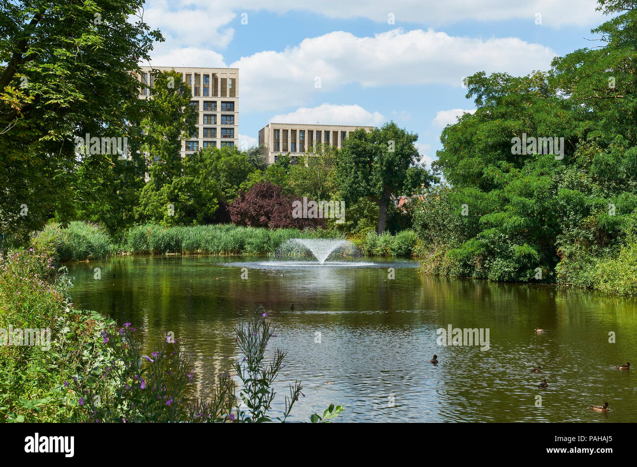 Lac à Clissold Park, Stoke Newington, au nord de Londres au Royaume-Uni, en été, avec de nouveaux appartements en arrière-plan Banque D'Images