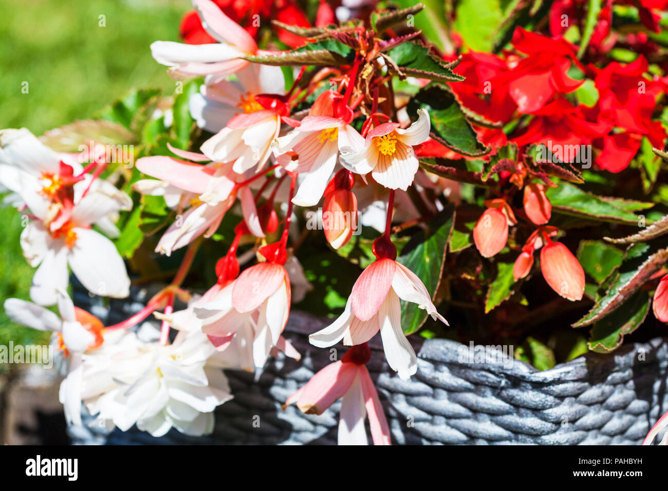 Begoniaceae bégonia, bégonia, bégonias, plantes, fleurs de Bégonia, bégonia, bégonia fleurs, plantes à fleurs bégonia, plante, fleur, fleurs, floraison, Banque D'Images