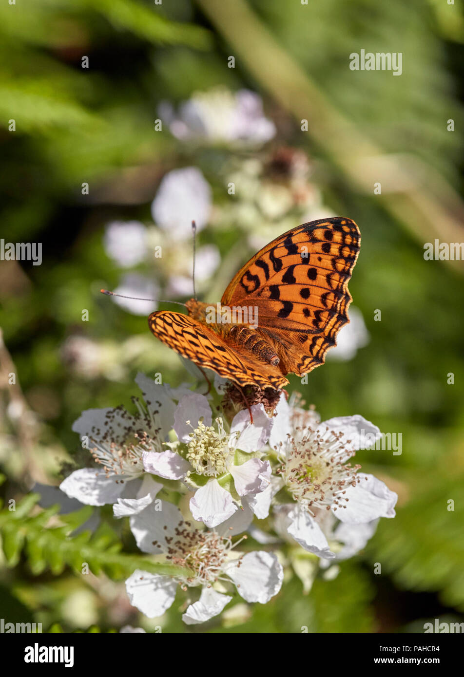 High Brown Fritillary sur Bramble fleurs. Le PRAPGH Tor, Dartmoor National Park, Devon, Angleterre. Banque D'Images