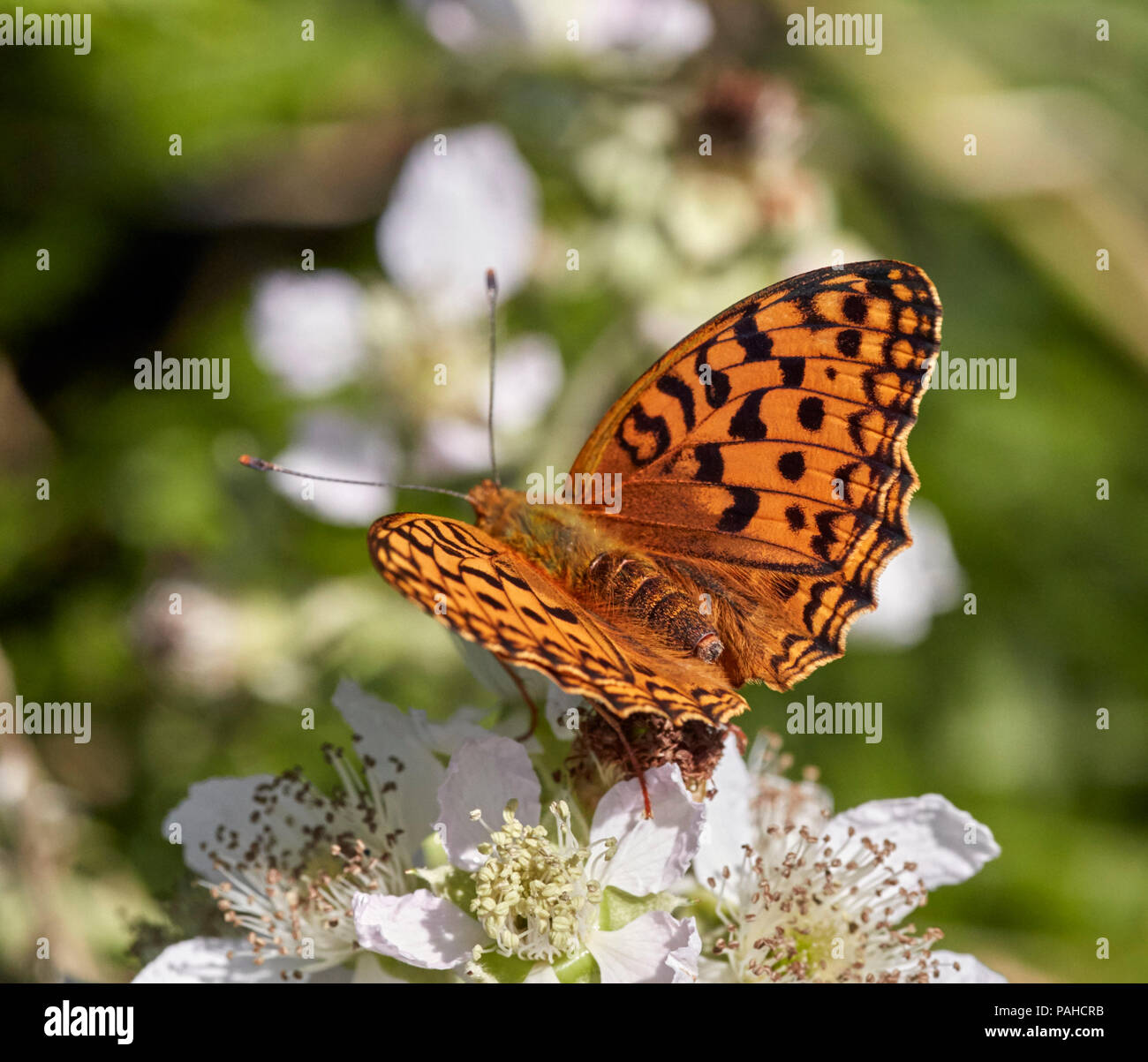 High Brown Fritillary sur Bramble fleurs. Le PRAPGH Tor, Dartmoor National Park, Devon, Angleterre. Banque D'Images