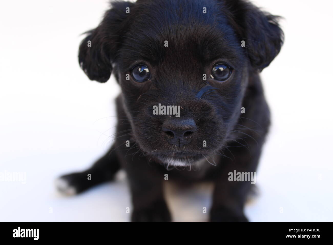 Chien Mignon Bebe Mixte Photo Stock Alamy