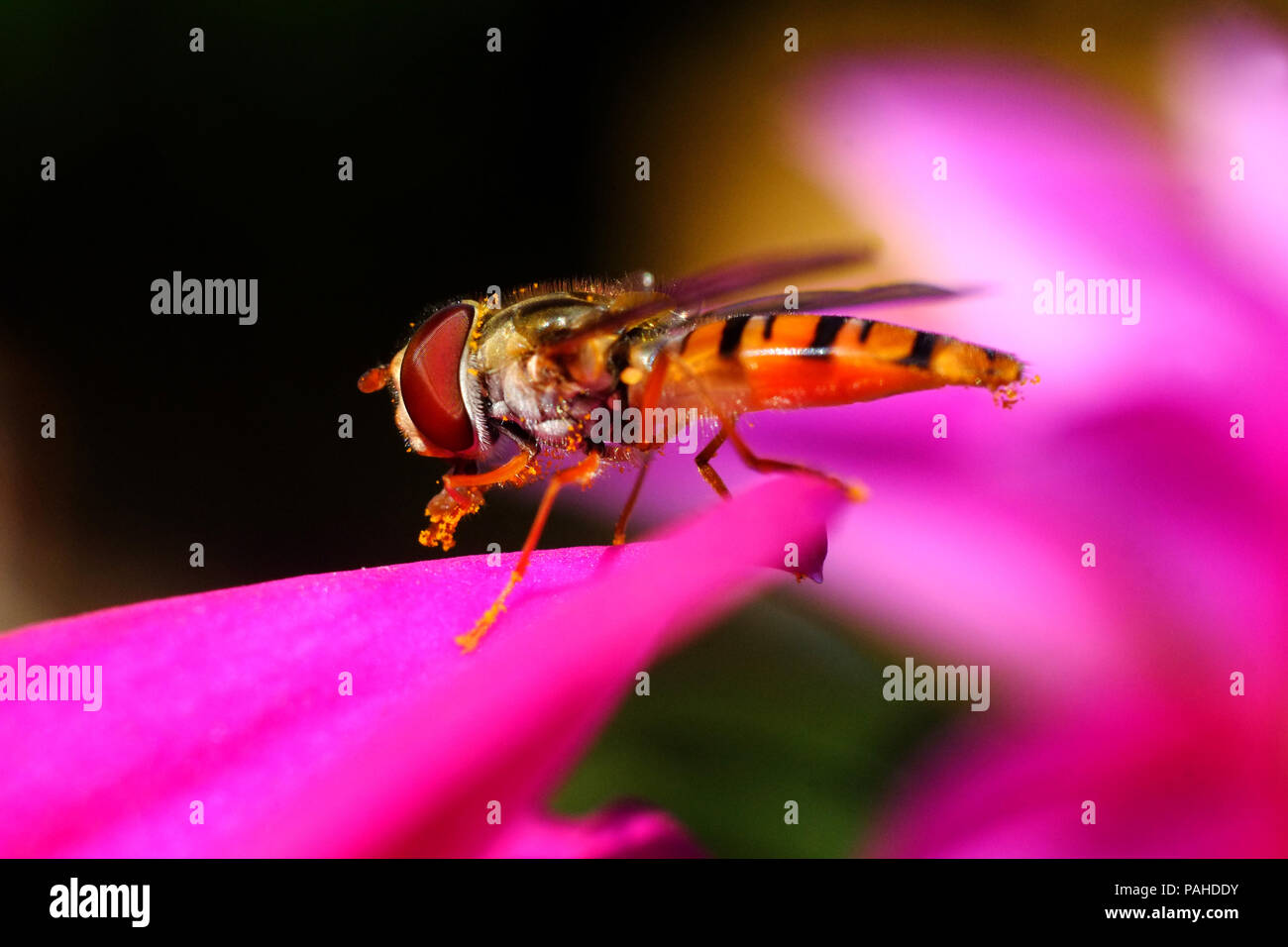 Hover fly assis sur un pétale de fleur rose Banque D'Images