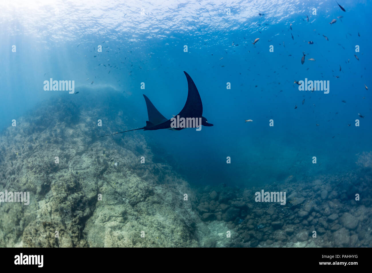 Manta Ray Pacifique géant à La Reina, La Paz, la Mer de Cortez (Manta birostris) Banque D'Images