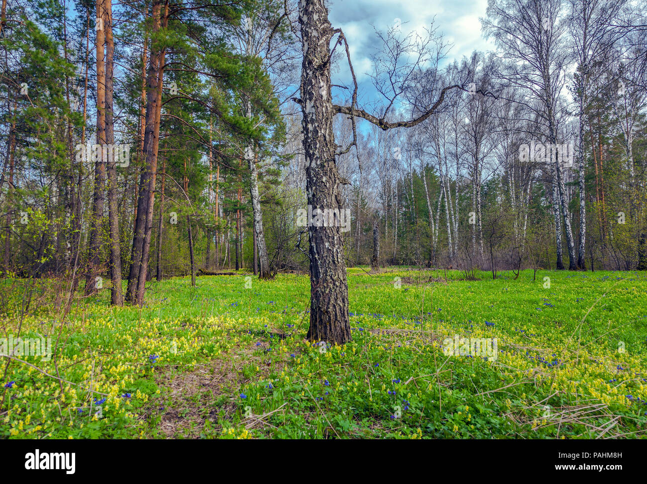Les premières fleurs du printemps dans la forêt sibérienne. Banque D'Images