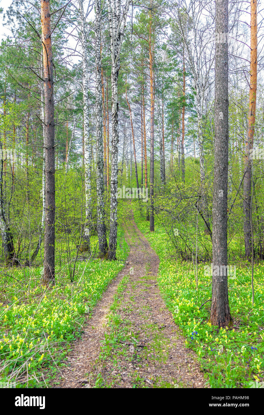 Les premières fleurs du printemps dans la forêt sibérienne. Banque D'Images