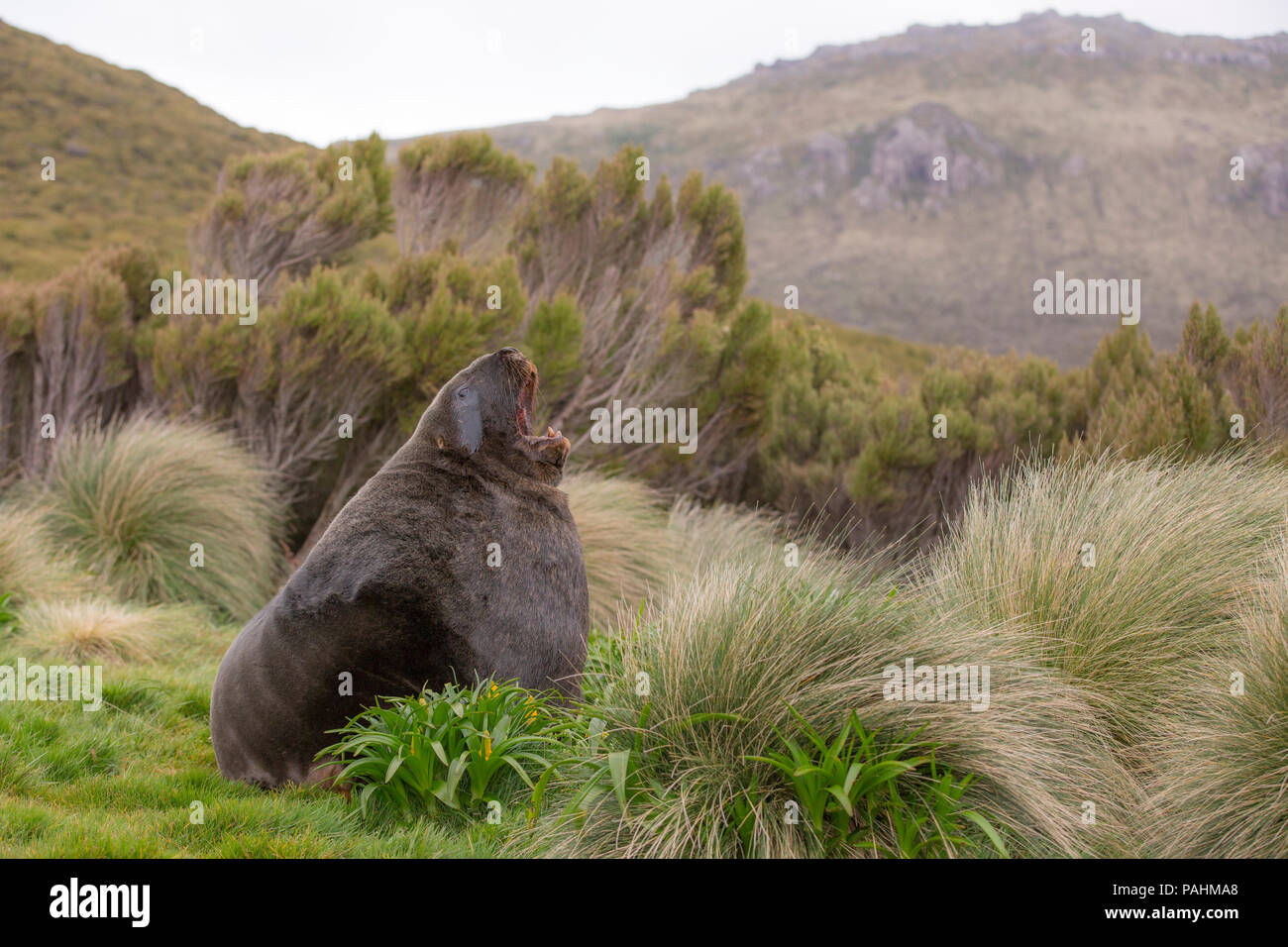 Lion de mer de Nouvelle-Zélande, l'île Campbell, NZ Banque D'Images
