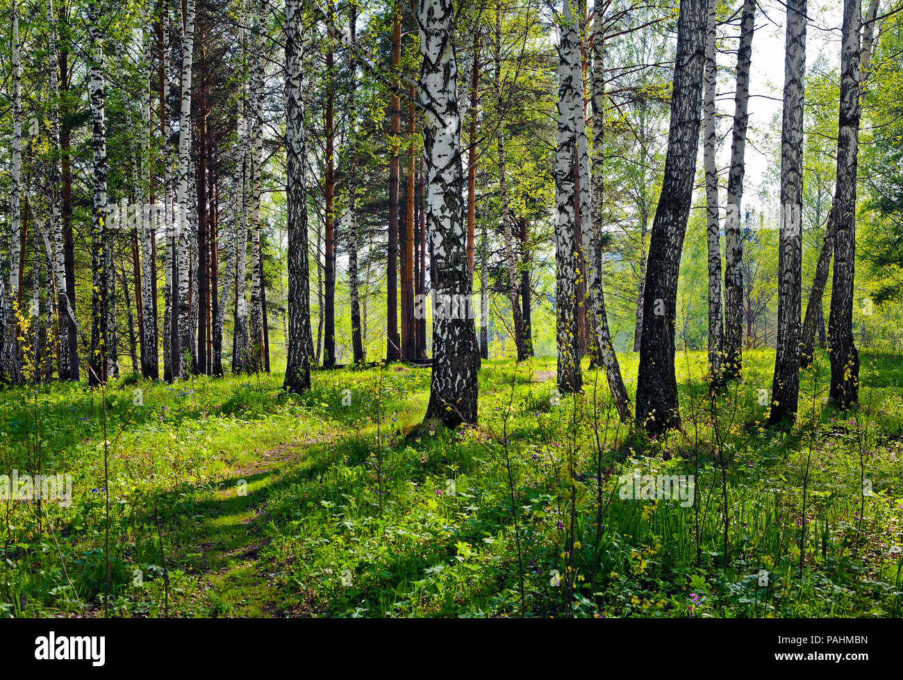 L'été dans la forêt sibérienne. Banque D'Images