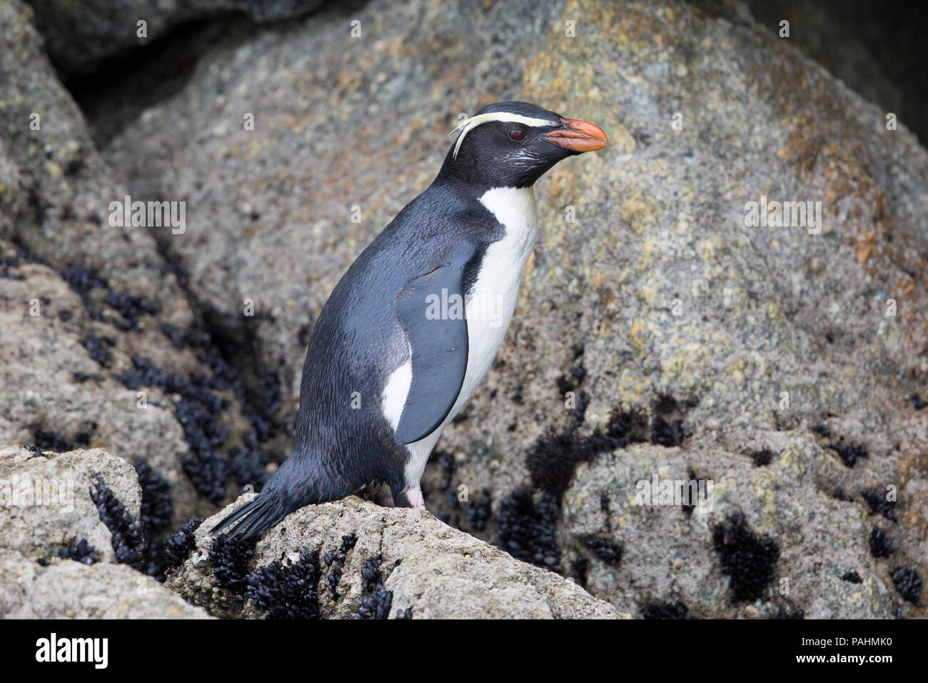 Penguin Fiordland (Eudyptes pachyrhynchus) Banque D'Images