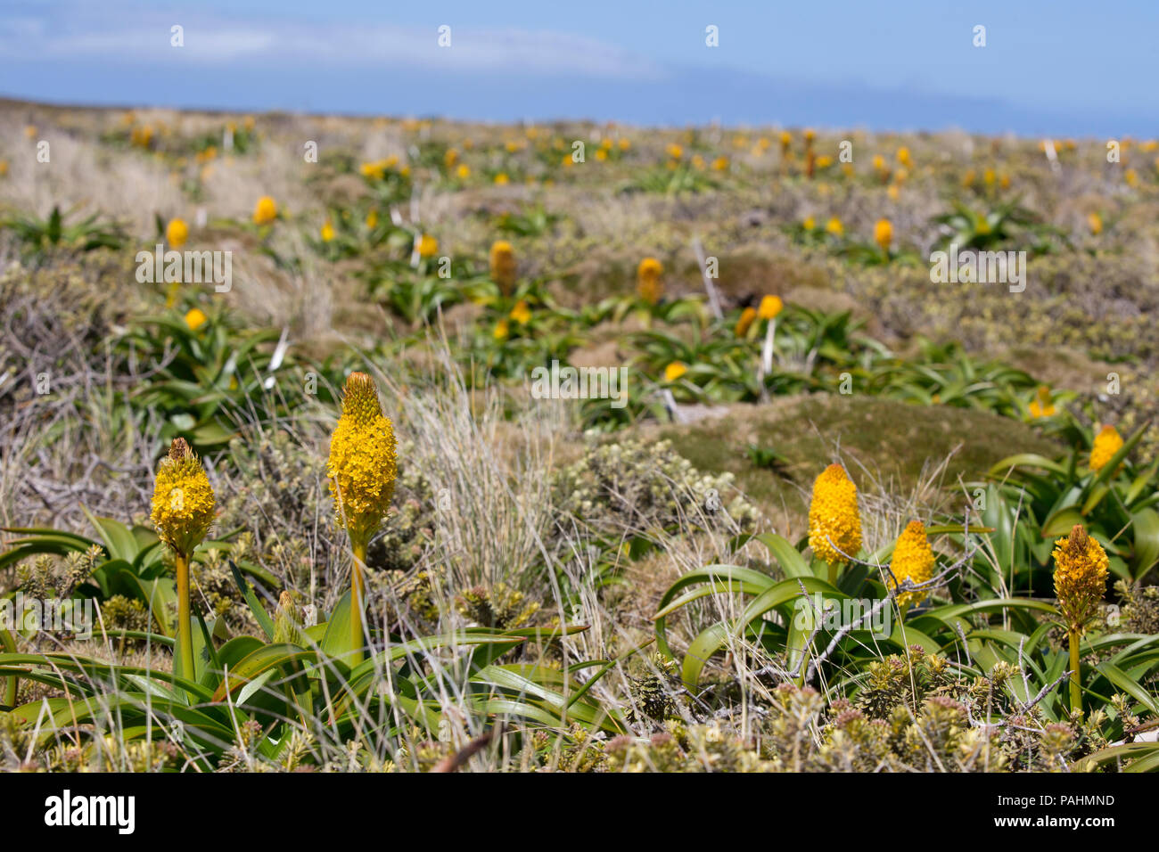 Bulbinella Rossi de mégaherbes sur les îles Auckland, Nouvelle-Zélande Banque D'Images