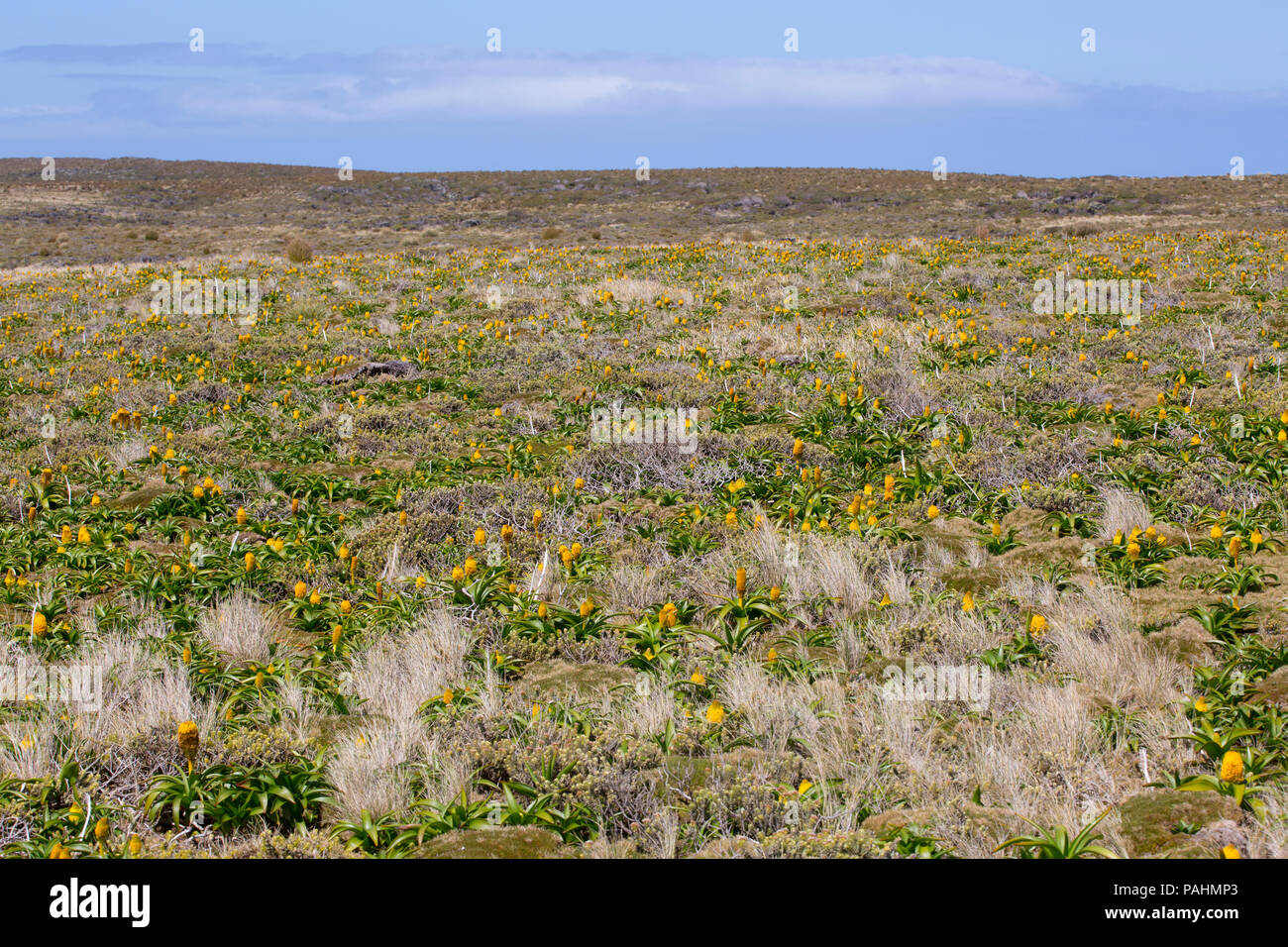 Bulbinella Rossi de mégaherbes sur les îles Auckland, Nouvelle-Zélande Banque D'Images