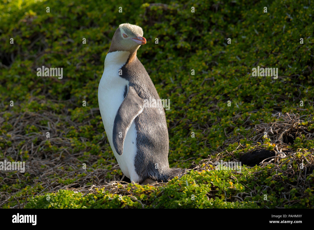 Yellow-eyed Penguin, Enderby Island, New Zealand Banque D'Images