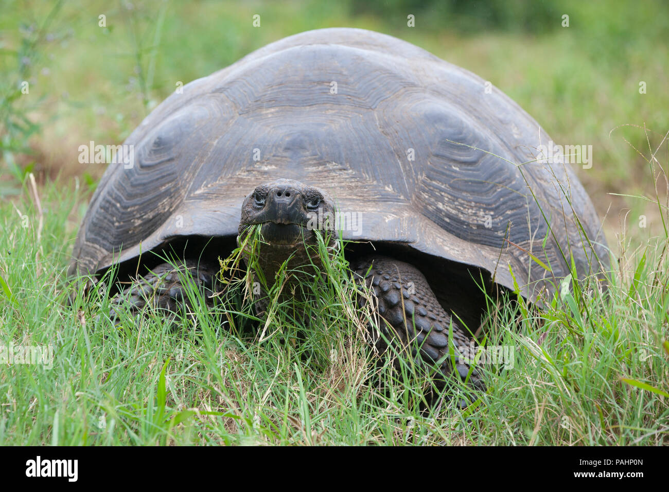 Tortue géante des Galapagos, l'île de Santa Cruz, Galapagos Islands Banque D'Images