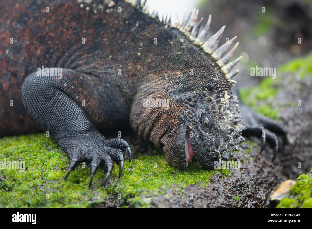 Iguane marin se nourrissant d'algues, Îles Galápagos Banque D'Images
