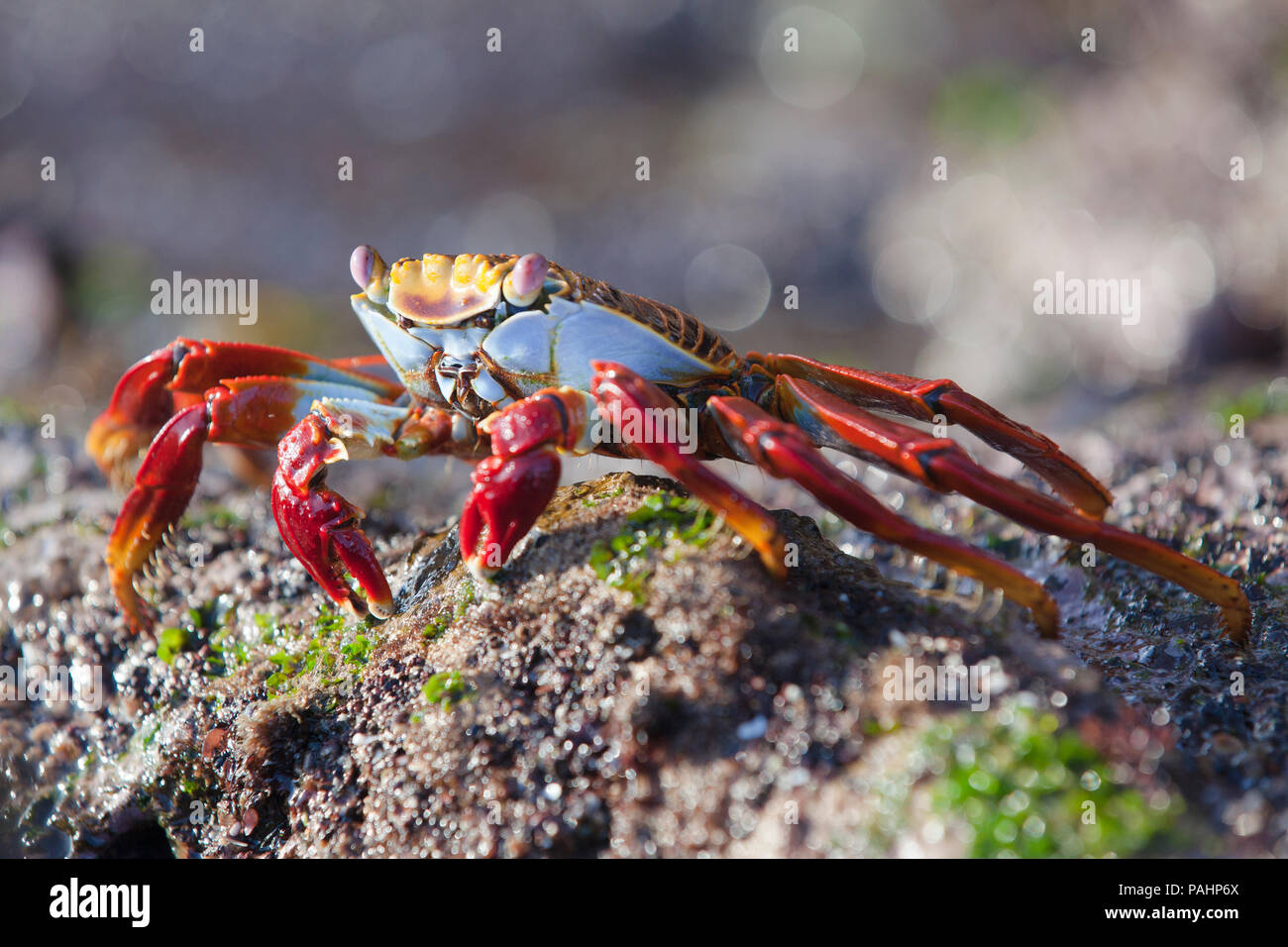 Crabe, Îles Galápagos Banque D'Images