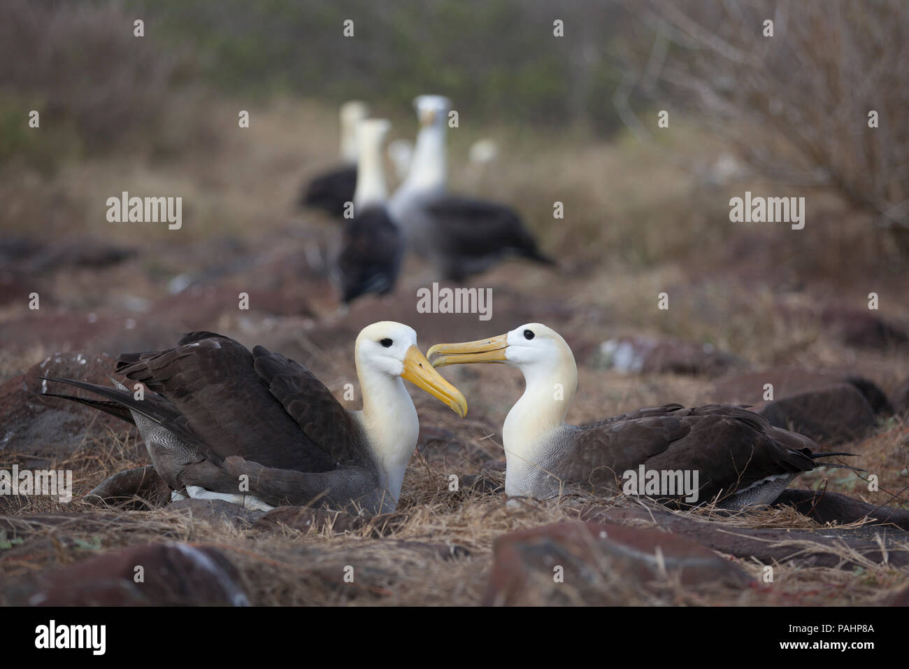 Albatros des Galapagos (Phoebastria irrorata), Îles Galápagos Banque D'Images