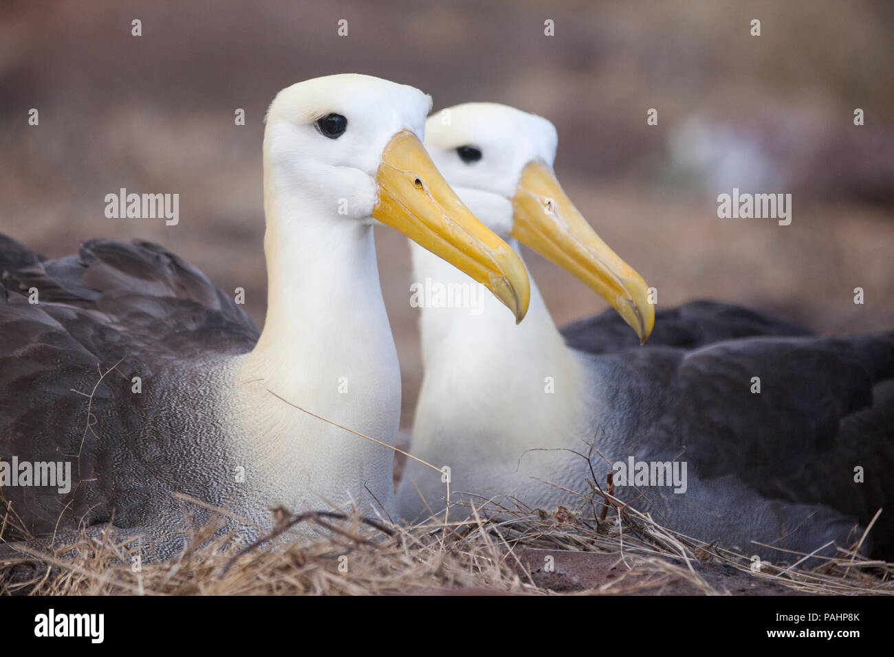 Albatros des Galapagos (Phoebastria irrorata), Îles Galápagos Banque D'Images