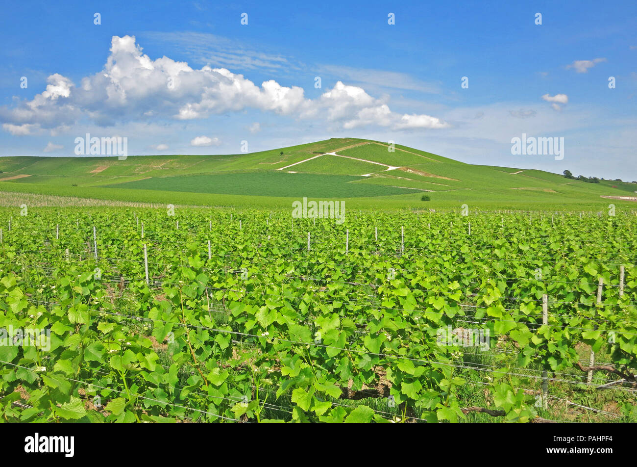 Champagne Vigneyard Du Parc Régional De La Montagne De Reims