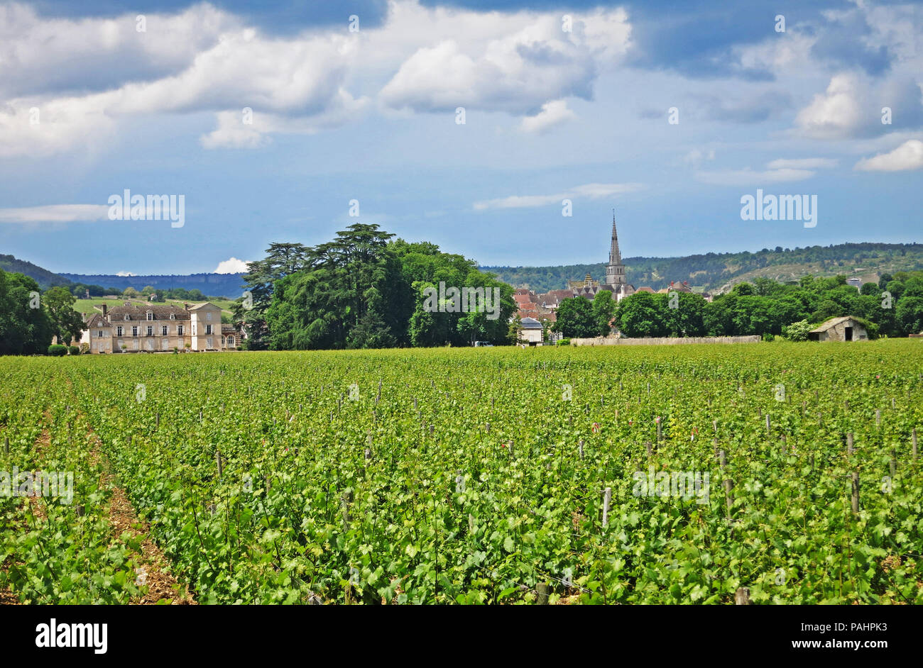 Vignoble de Bourgogne, Meursault, Côte d Or, Bourgogne-Franche-Comté, France Banque D'Images