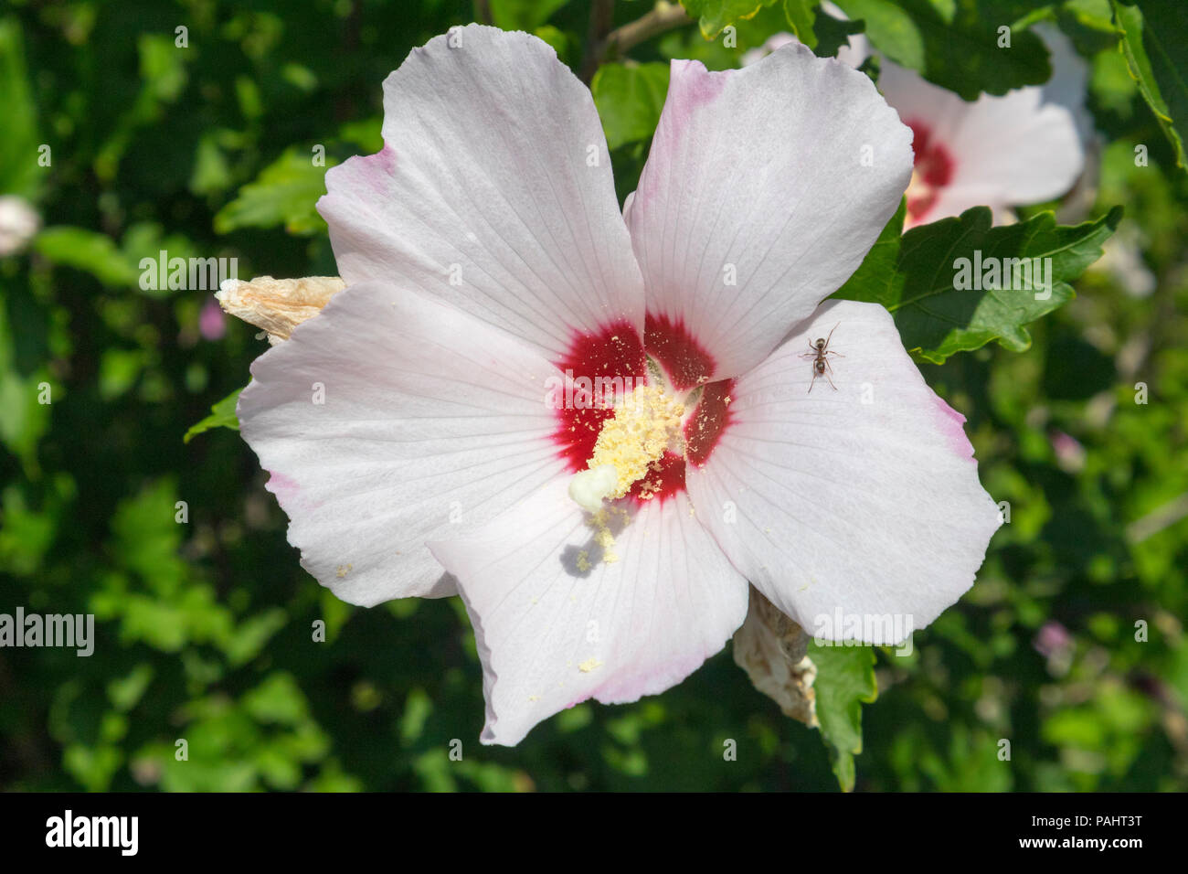 Rose de Sharon Hibiscus syriacus 'Red Heart' fleur blanche avec ant. Banque D'Images