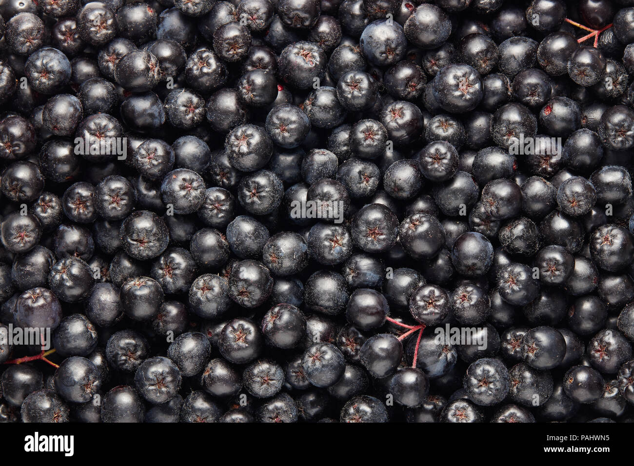 Les fruits fraîchement cueillis aronia. Aronia, communément connu sous le nom de l'aronie. Full Frame shot d'chokeberries. Banque D'Images