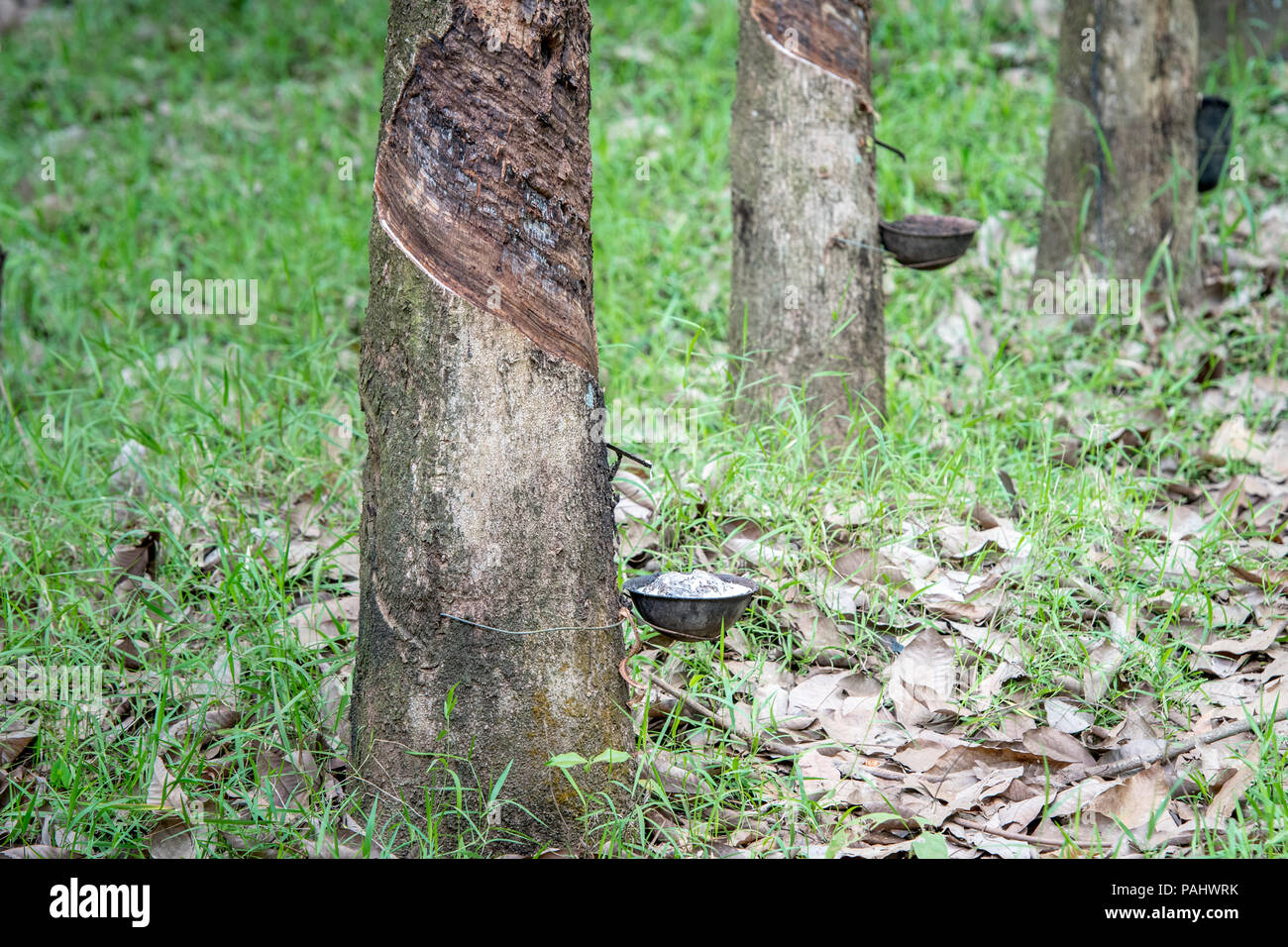 Bol attaché à arbre à caoutchouc (Hevea brasiliensis) perçoit comme il coule vers le bas en latex incision dans arbre, République de Guinée Banque D'Images