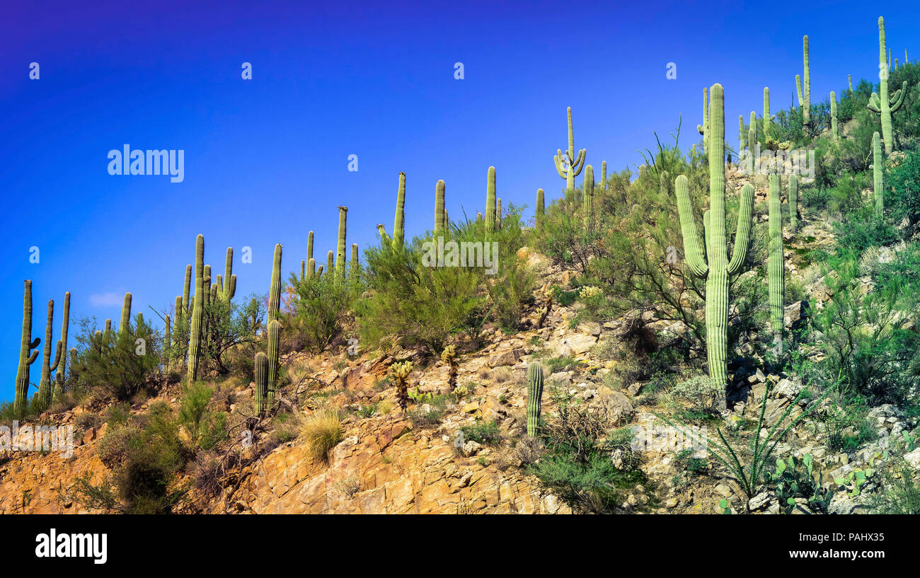 Une falaise, plein de rochers et de cactus sauagro dans la forêt nationale de Coronado, près de Tucson, AZ, États-Unis d'Amérique Banque D'Images
