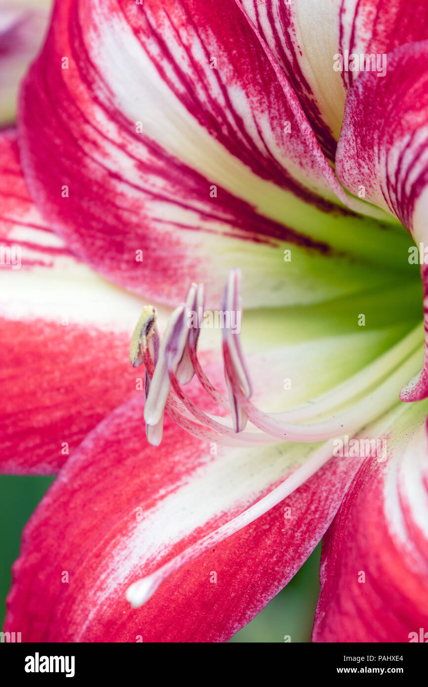 Une photographie d'une jolie fleur Amaryllis rouge et blanc en pleine floraison Banque D'Images