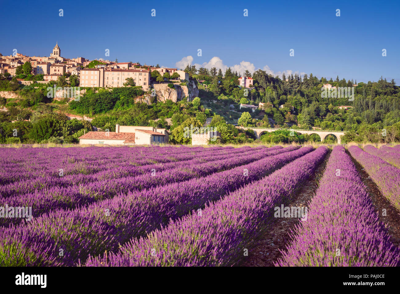 Sault, village perché en Provence avec champs de lavande, Vaucluse en France. Banque D'Images