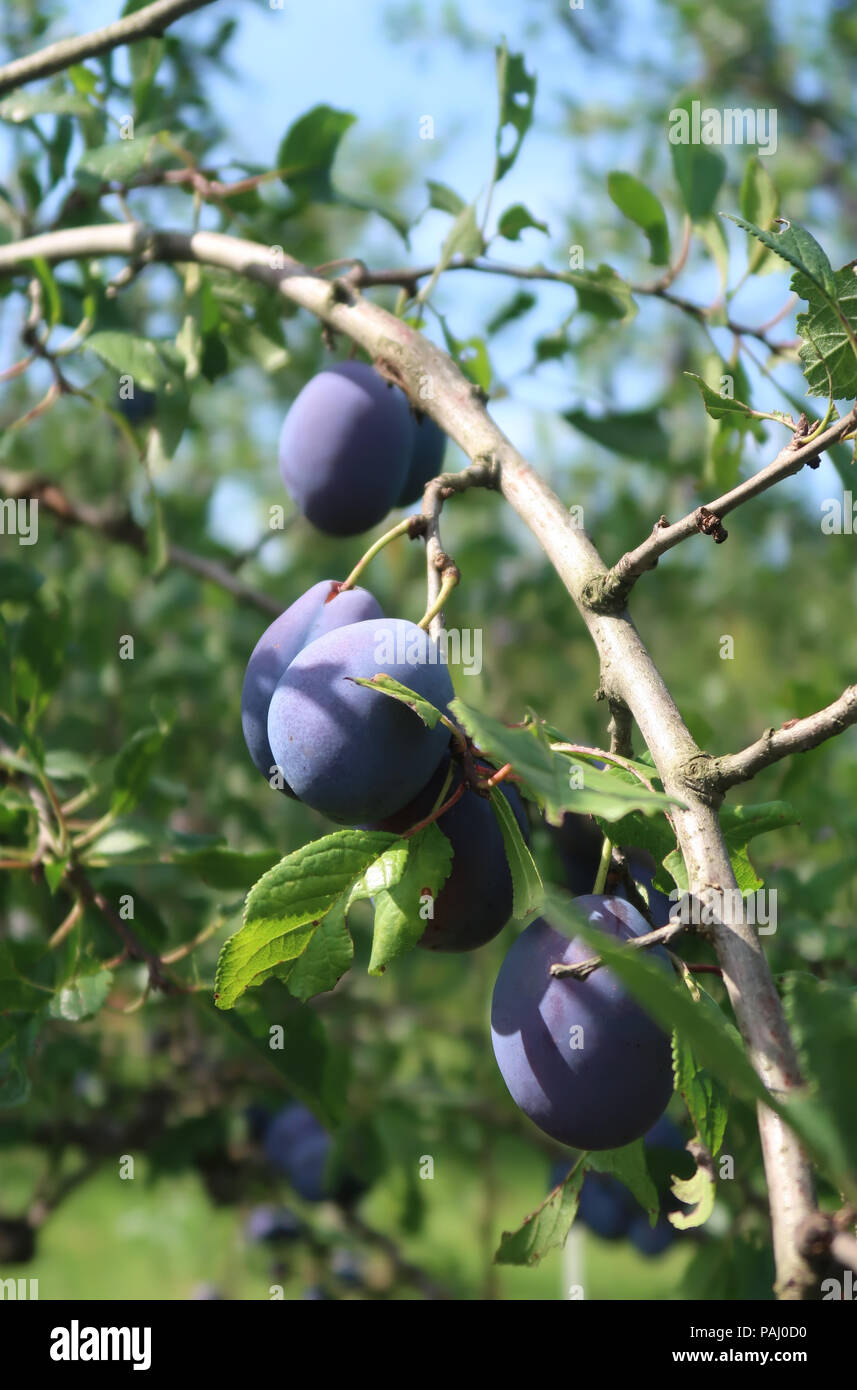 Les prunes mûres sur une branche d'arbre Banque D'Images