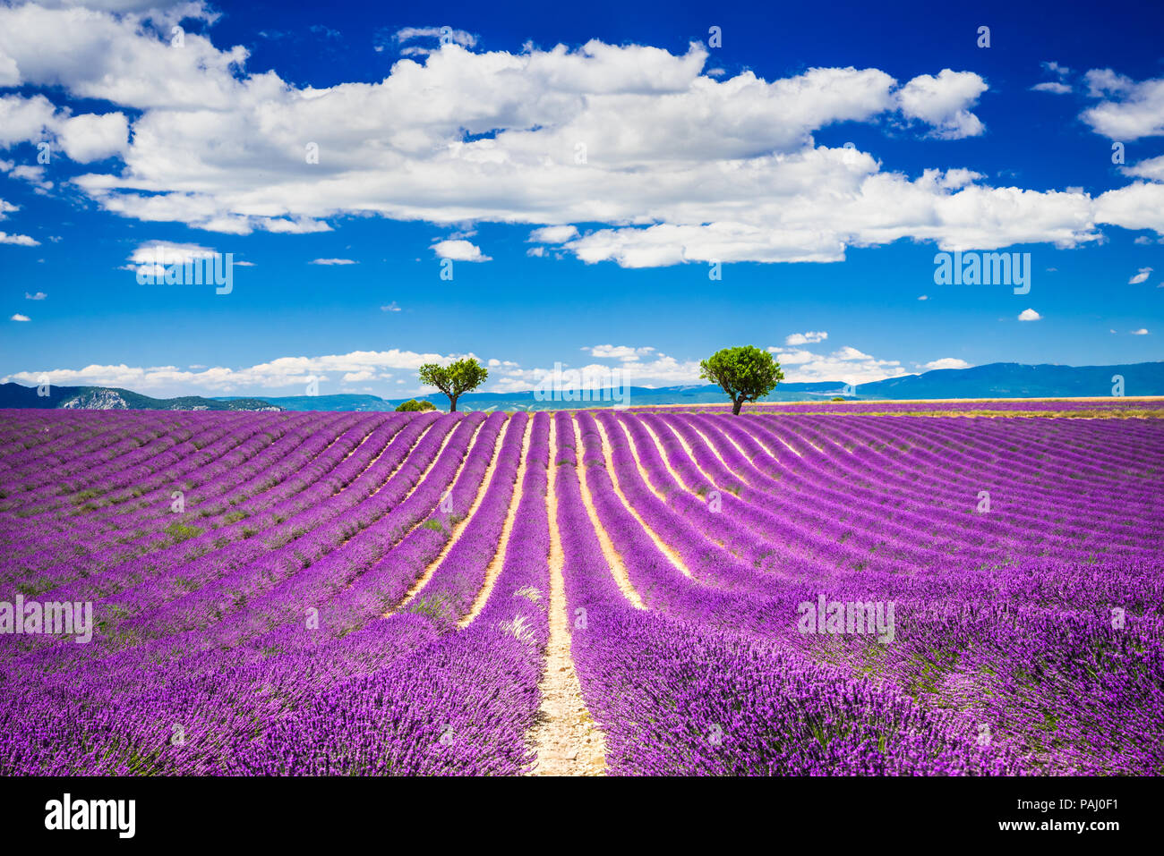 Provence, Francce. Champ de lavande au coucher du soleil d'été paysage près de Valensole. Banque D'Images