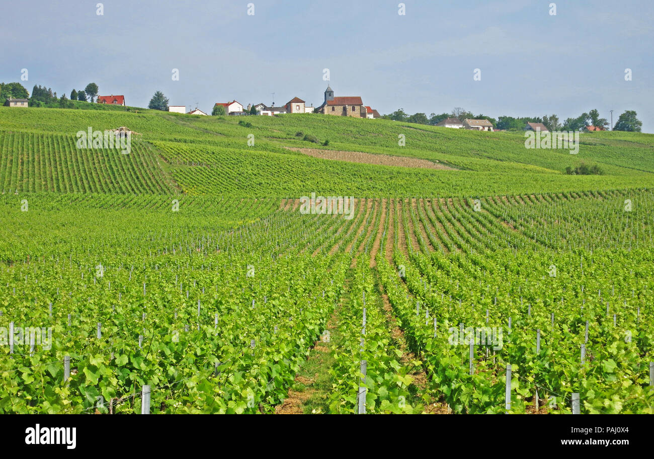 Vignoble de champagne dans la montagne de Reims près de Epernay, Marne, Champagne-Ardennes, France Banque D'Images