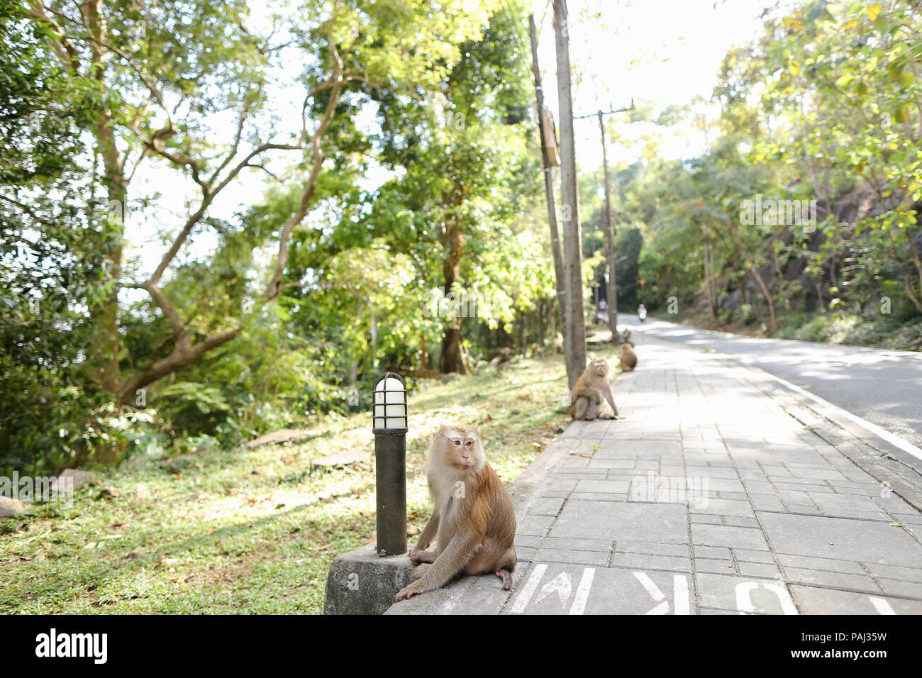 De nombreux singes assis sur route en Thaïlande. Banque D'Images