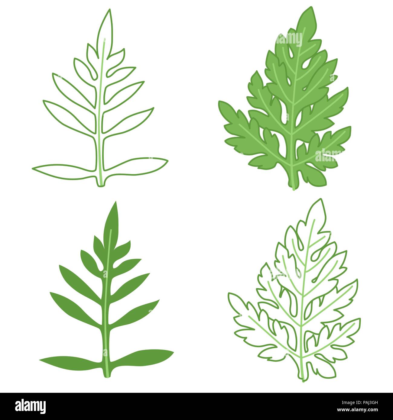 Les feuilles de l'herbe à poux, l'illustration en couleur et contours Illustration de Vecteur