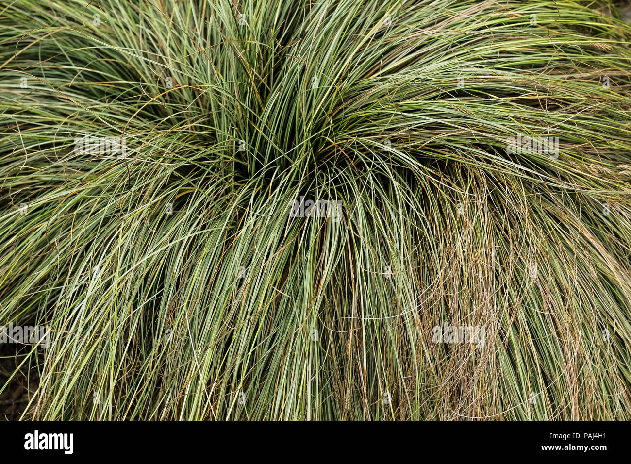 Carex Frosted Curls. Banque D'Images
