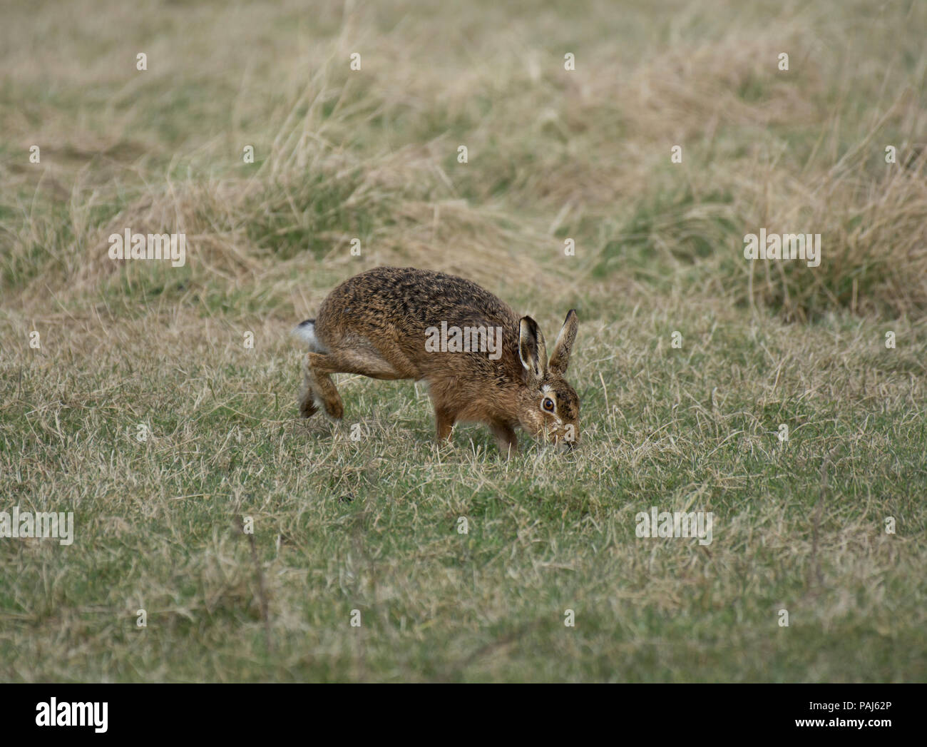 European Brown Hare, Lepus europaeus, scampering à travers champ, Lancashire, UK Banque D'Images