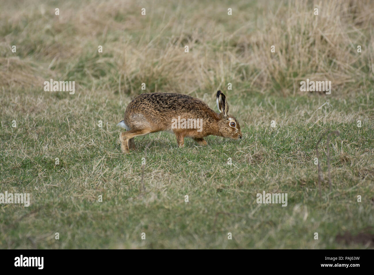 European Brown Hare, Lepus europaeus, scampering à travers champ, Lancashire, UK Banque D'Images