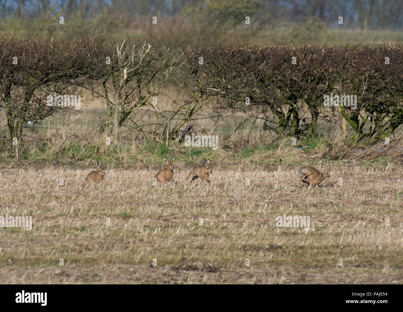 Quatre lièvres bruns d'Europe, Lepus europaeus, scampering à travers champ, Lancashire, UK Banque D'Images