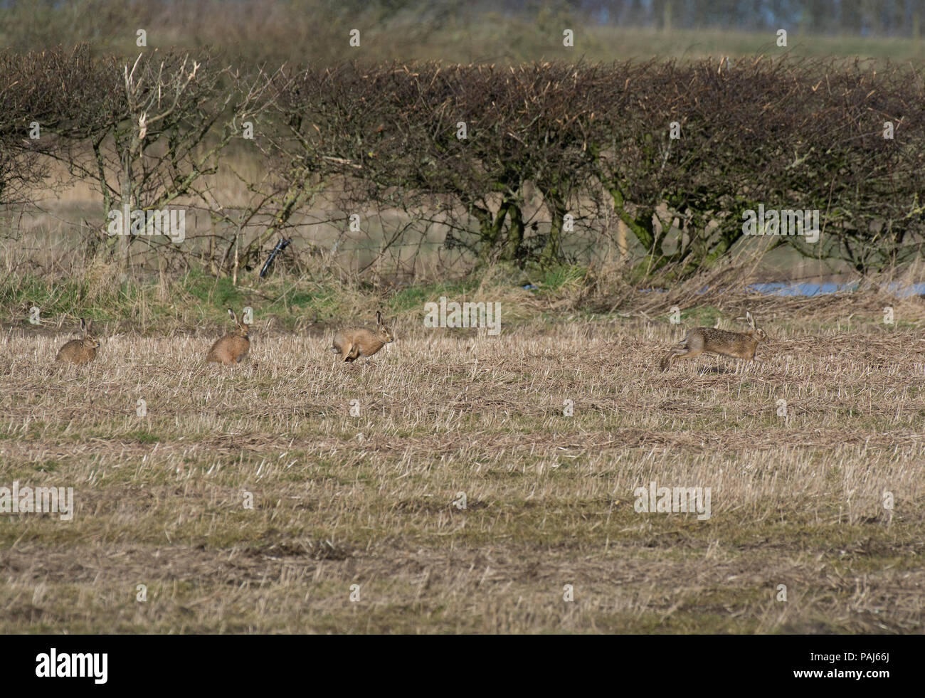 Quatre lièvres bruns d'Europe, Lepus europaeus, scampering à travers champ, Lancashire, UK Banque D'Images