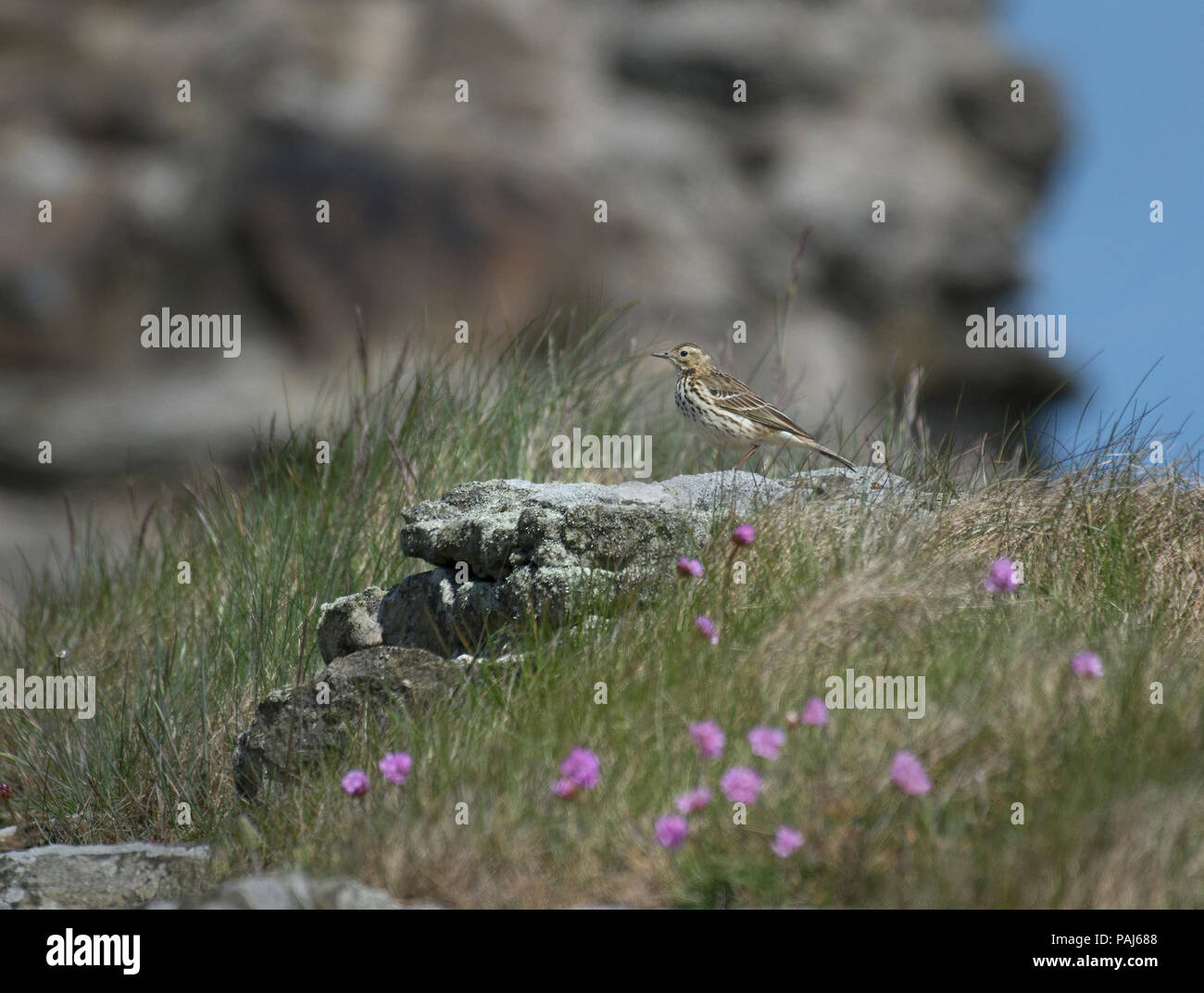 Pipit Anthus petrosus Rock, le bord de la falaise, avec des fleurs sauvages, l'épargne, Northumberland, Angleterre Banque D'Images