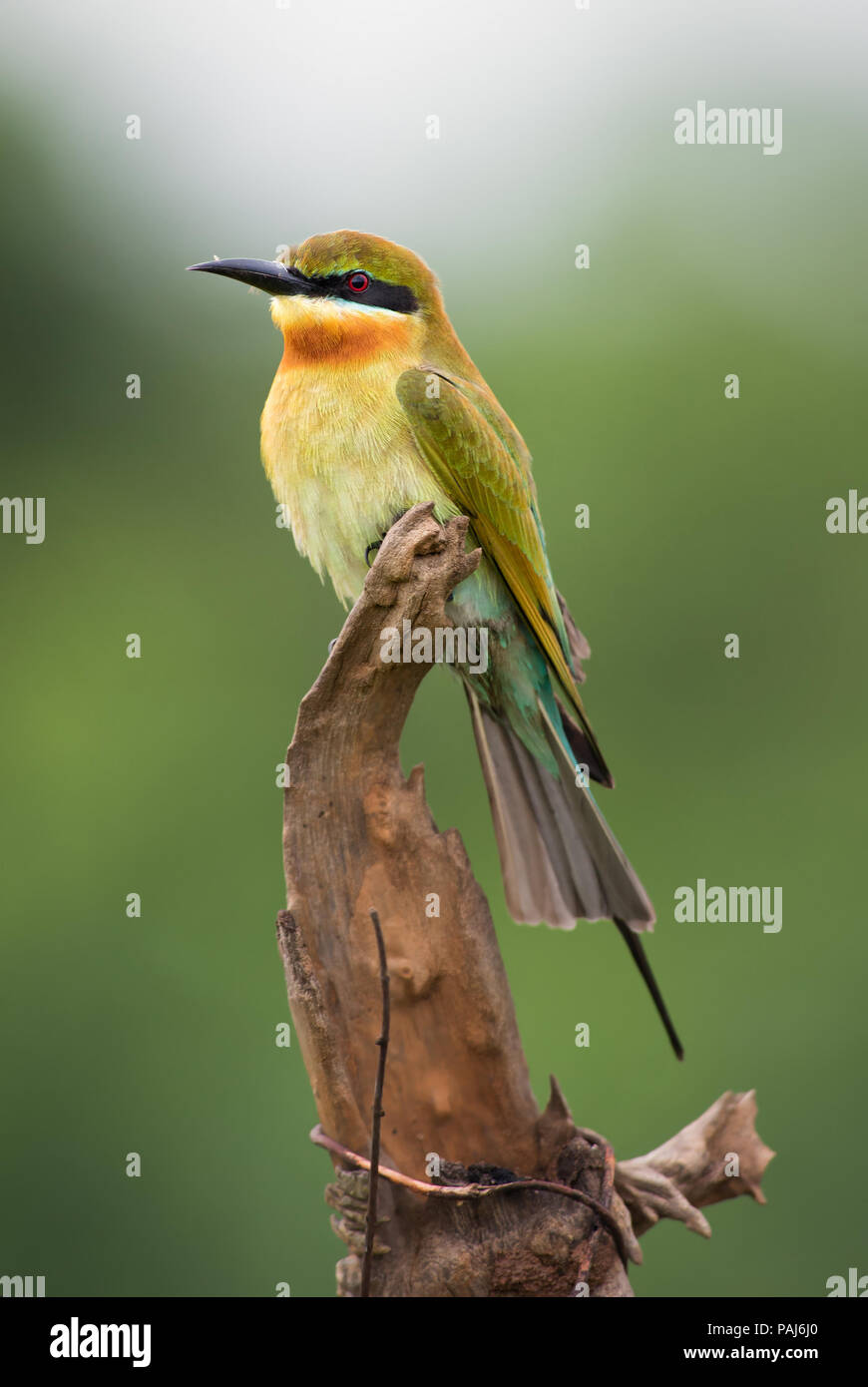 Blue-tailed Bee-eater - Merops philippinus, beau guêpier couleur Sri-lankais de forêts et de bois. Banque D'Images