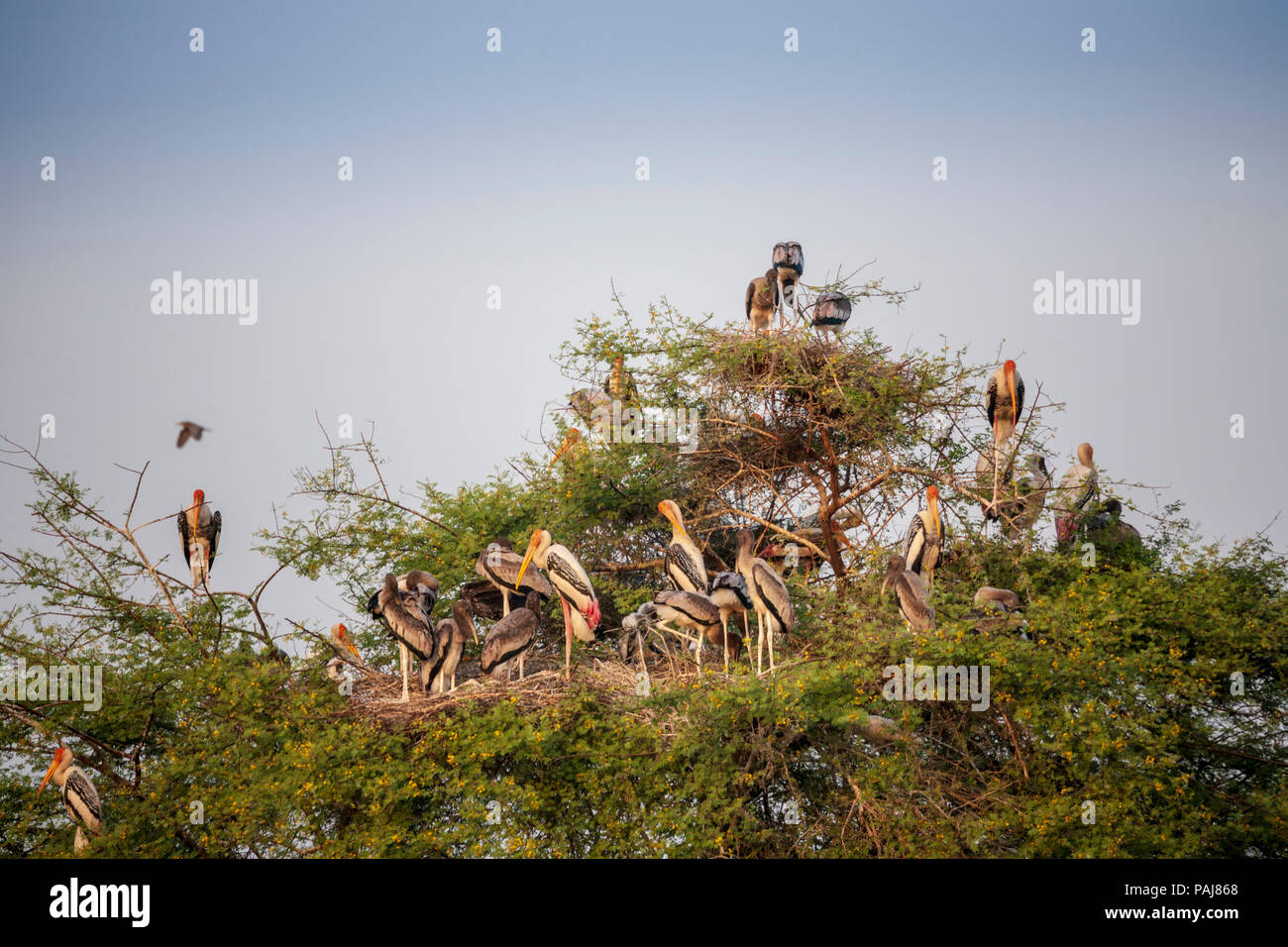 Cigognes peint dans le parc national de Keoladeo, Inde Banque D'Images