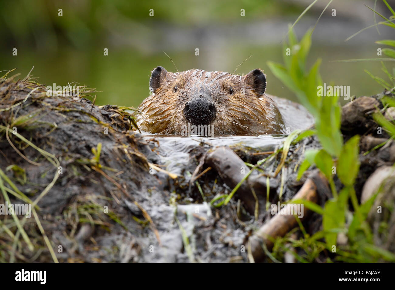 Un close up image d'un adulte le castor (Castor canadensis) ; à la recherche sur le bord d'une digue de castor travelway sur son castor à la promenade à Hinton Alb Banque D'Images