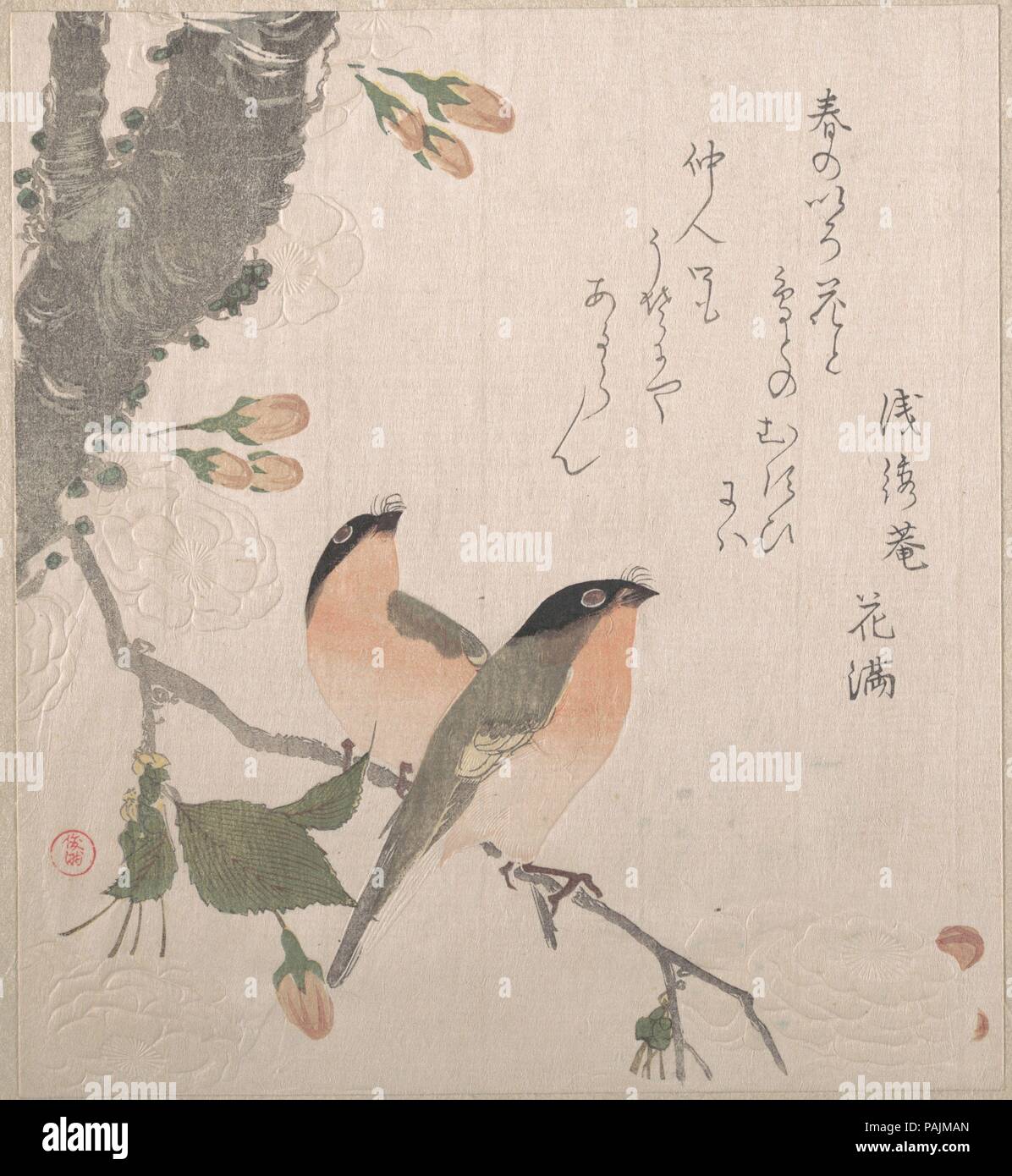 Bullfinches et cerisiers. Kubo Shunman (artiste : japonais, 1757-1820) ( ?). Culture : le Japon. Dimensions : 8 1/8 x 7 3/8 in. (20,6 x 18,7 cm). Date : du 19e siècle. Musée : Metropolitan Museum of Art, New York, USA. Banque D'Images