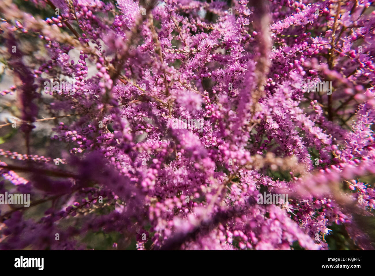 Ou Tamaris Tamarix rose fleur plante. Beau fond d'écran nature sauvage. Pas de personnes. Banque D'Images