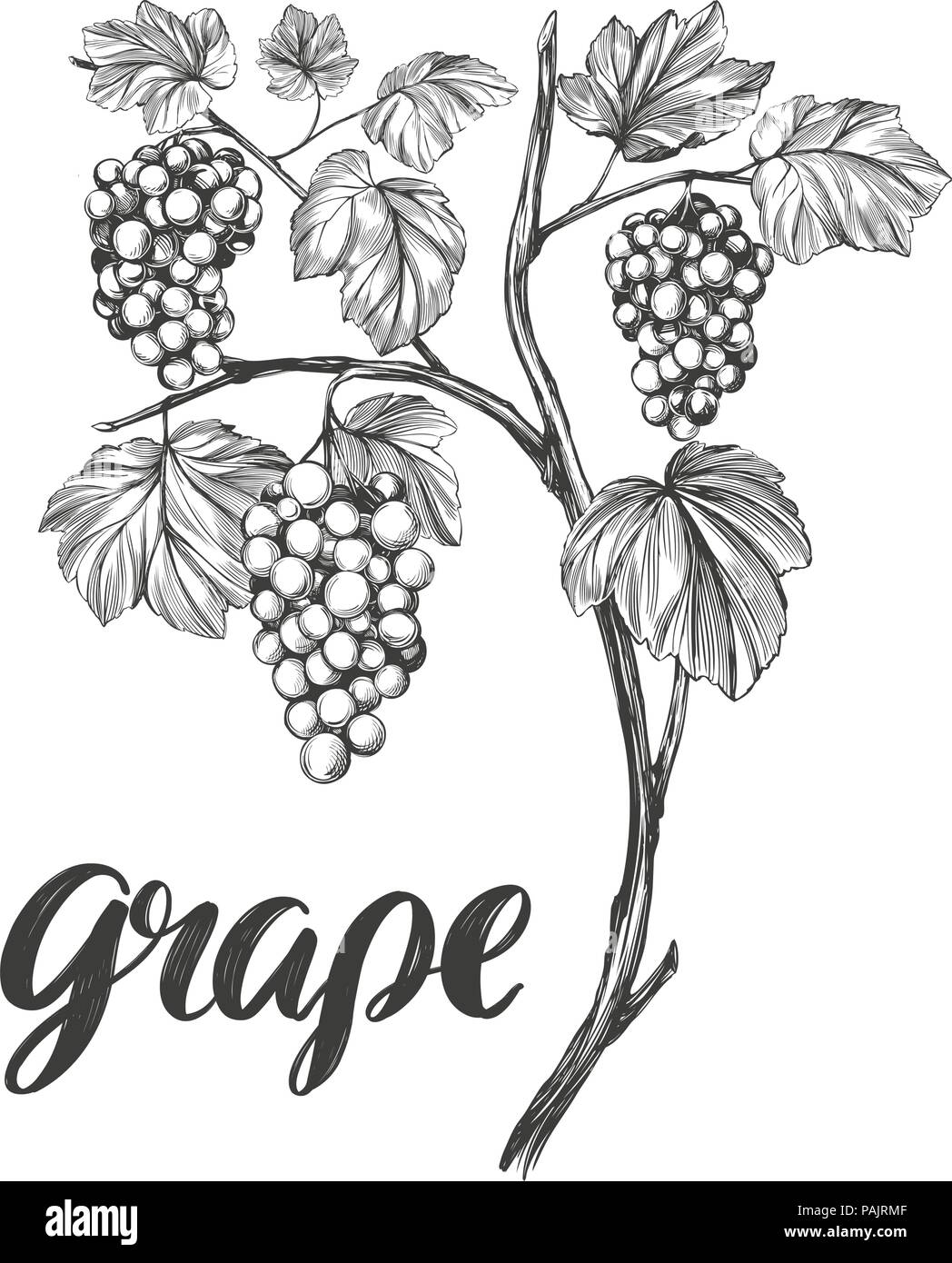 Vigne, raisin, texte calligraphie hand drawn vector illustration croquis réalistes Illustration de Vecteur