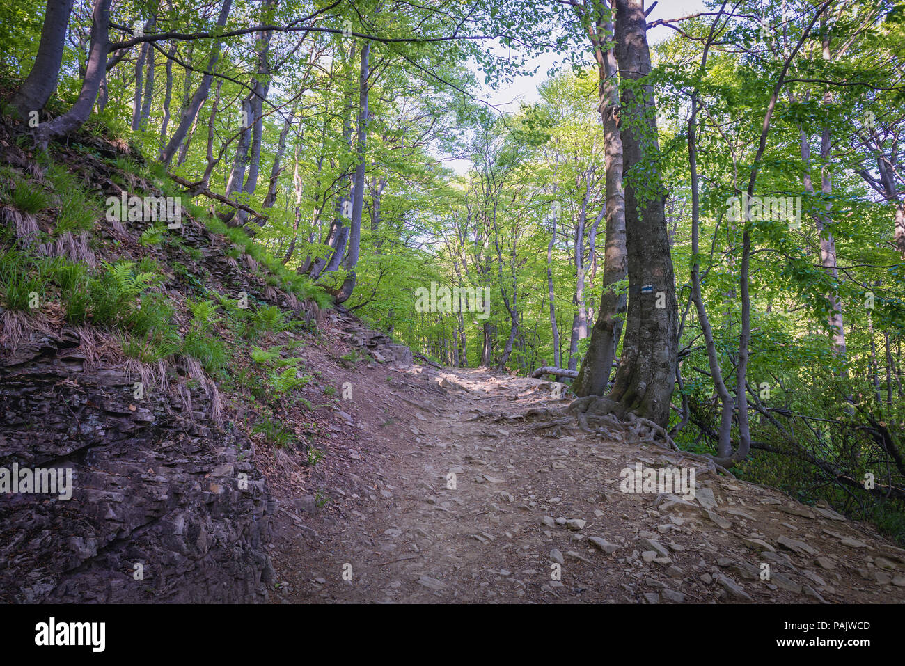 Forêt en Wolosate villlage - piste touristique à pic dans la Tarnica Bieszczady, dans le sud de la Pologne, vue à partir d'un chemin de crête Tarnica Banque D'Images