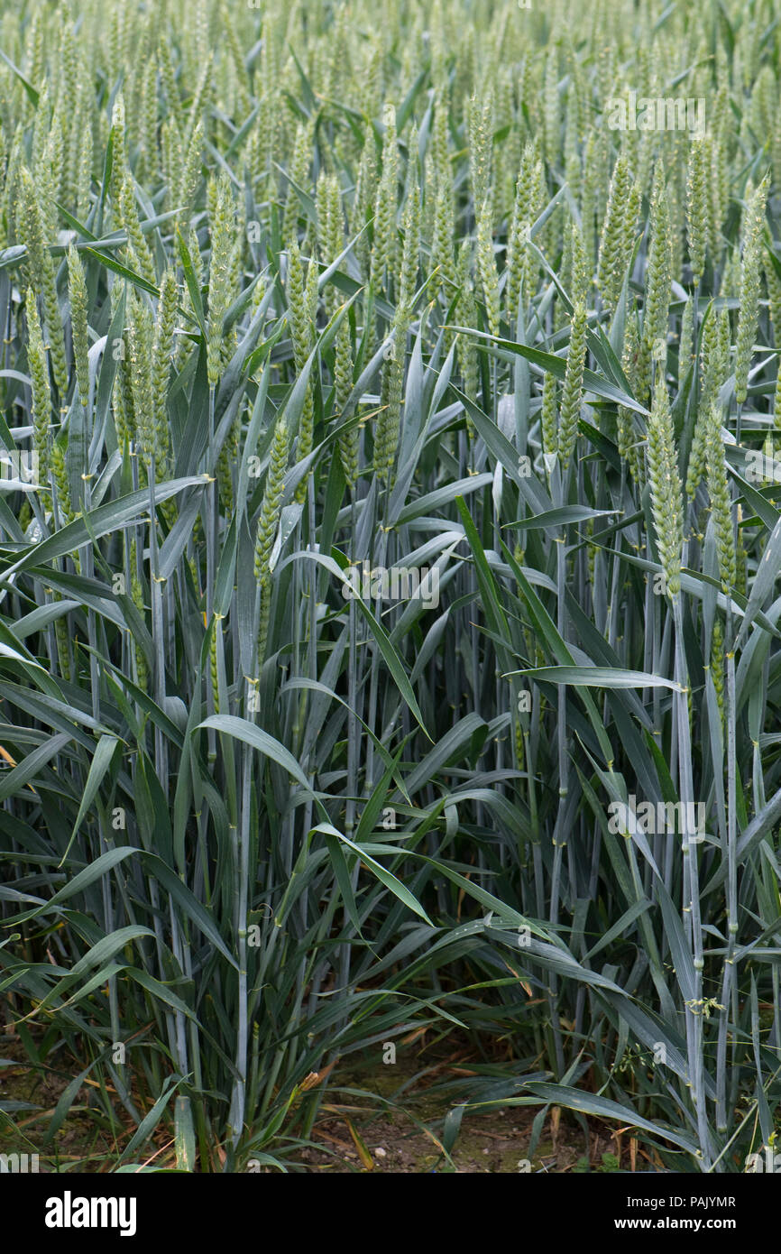 Détail de plants de blé d'hiver en bonne santé dans la floraison l'oreille Verte, Berkshire, juin Banque D'Images